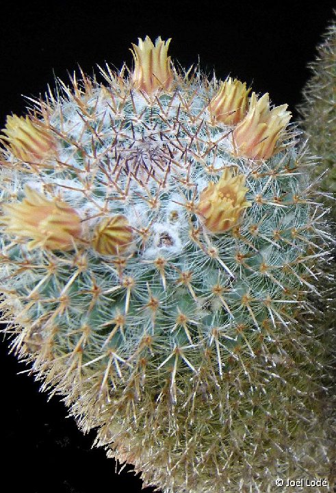 Mammillaria perbella infernillensis JLcoll.2770